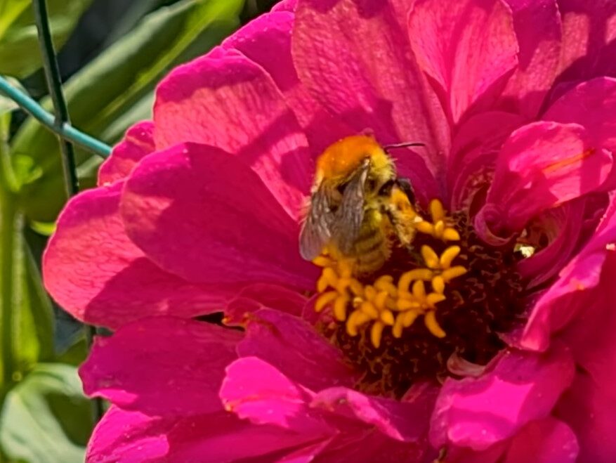 abeja polinizando una flor rosa