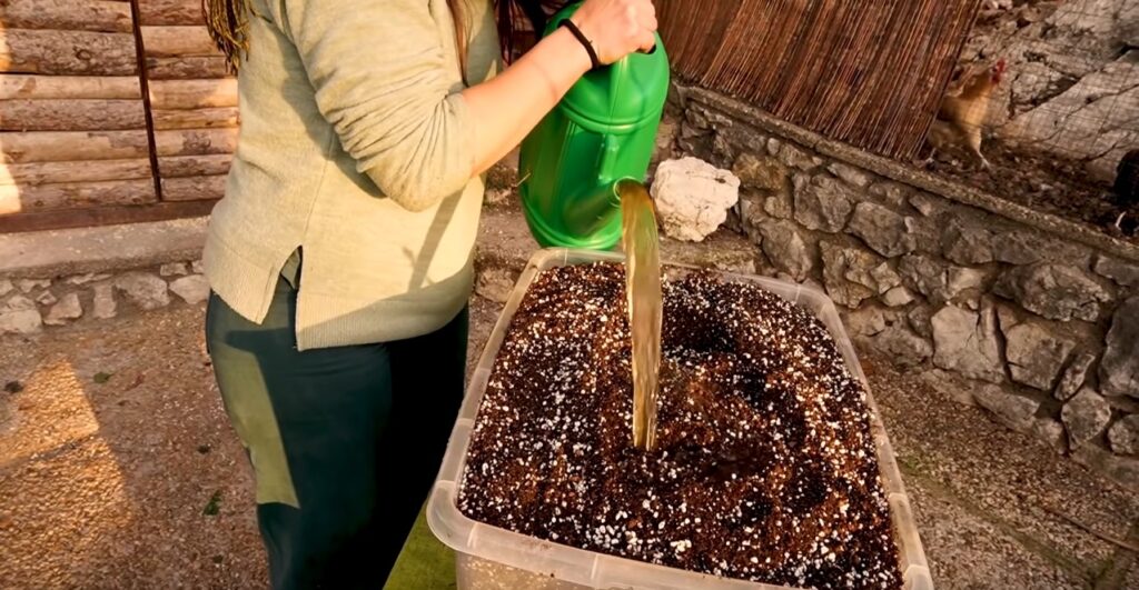 regando el sustrato para semilleros con té de compost